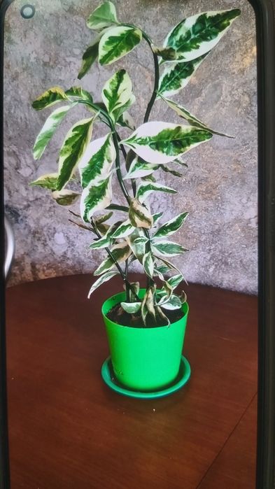 Домашние цветы 1000