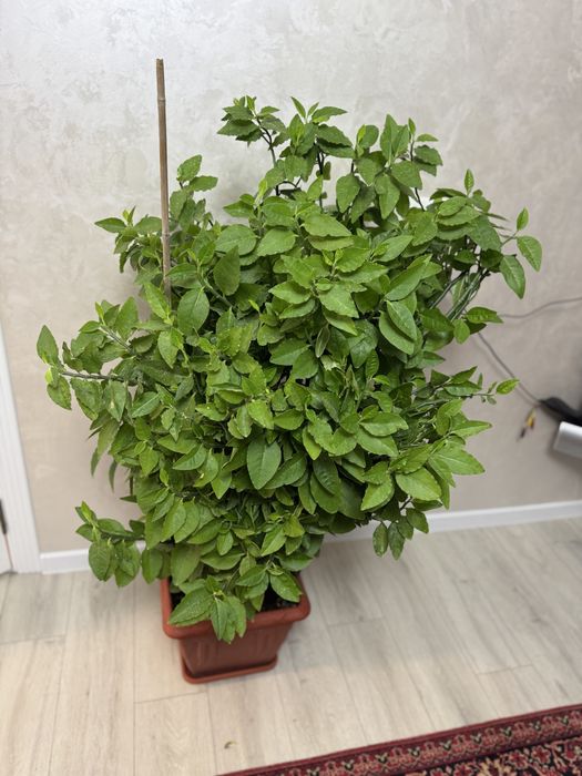 Продам педилантус