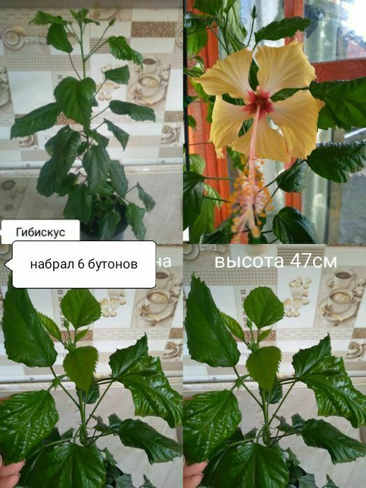 Продам Гибискус .