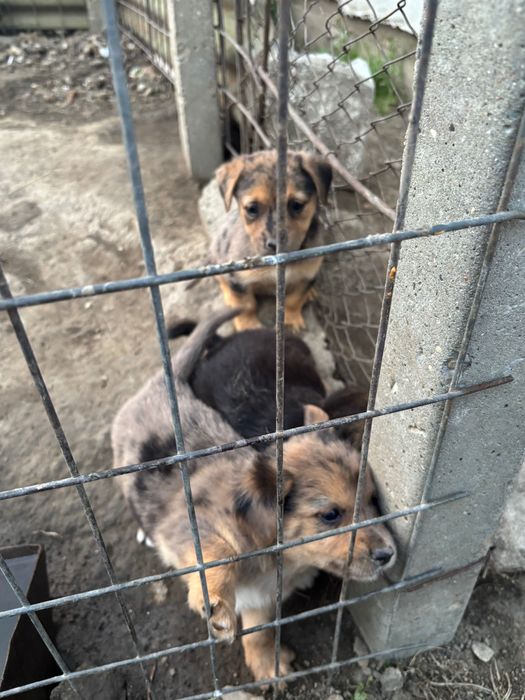 Caini spre adopție