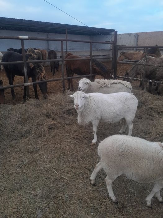 Катумские бараны