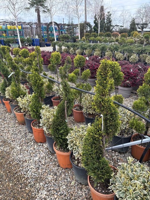 Mini spirale, pon pon , plante de gard viu , palmieri