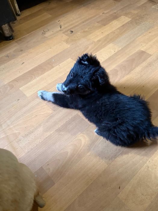 Дарю щенят!           .