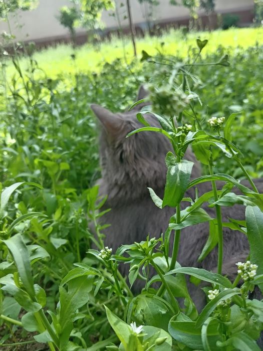 Mushuk sog'lom sotmohchimiz o'g'il bola