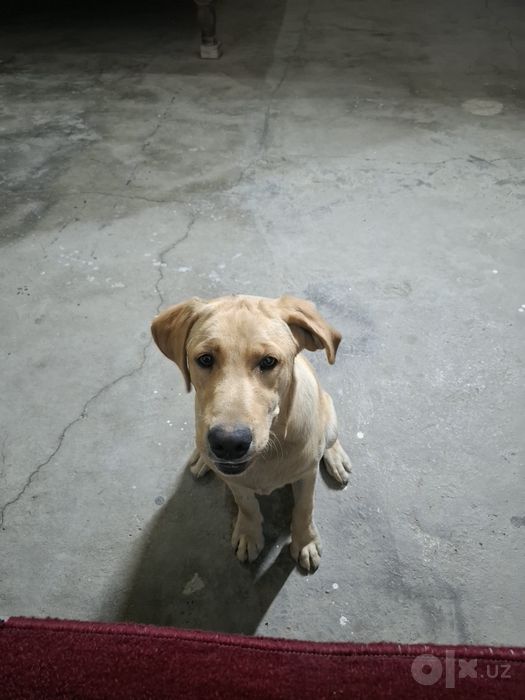 Labrador sotiladi