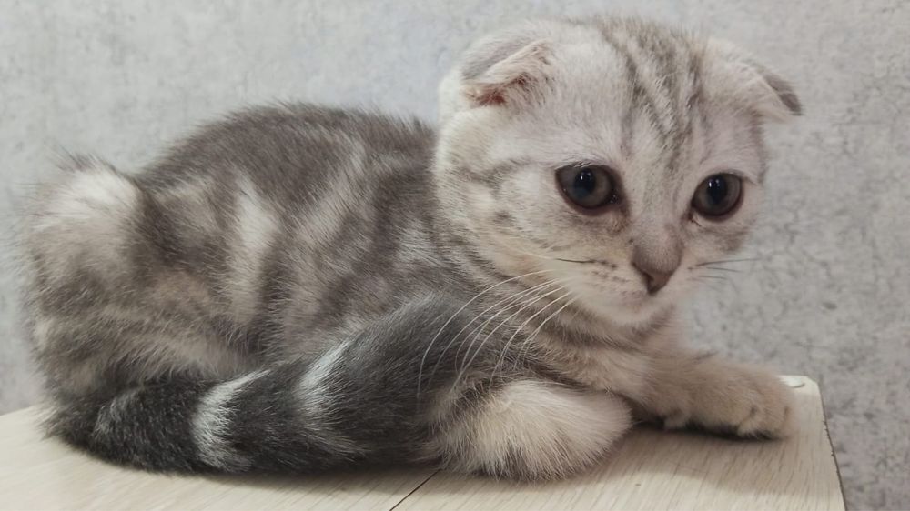 Шотланская вислоухая кошка