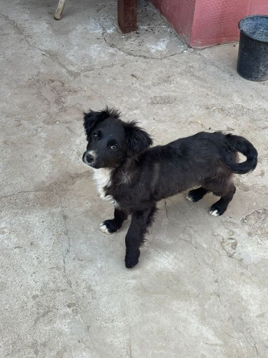 Отдам щенков  бесплатно