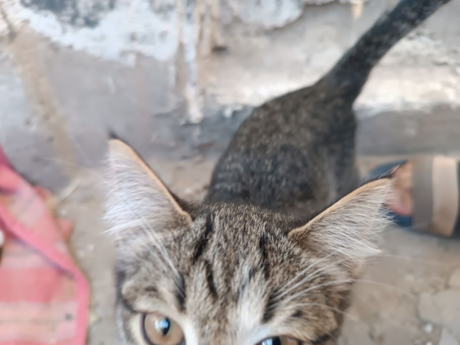 Домашние котята.