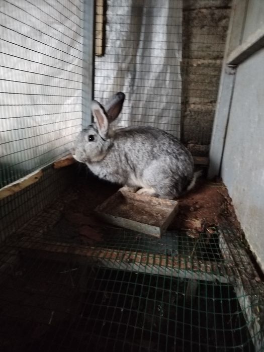 Quyon sotlad soglom boqilgan