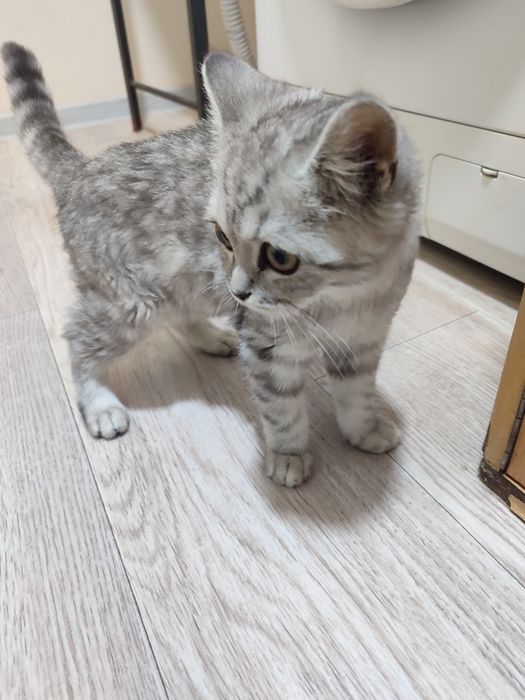 Britanskiy shinshilla