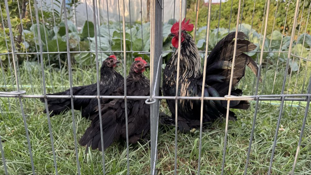 Perechi sau familii pasari pitice mii de flori