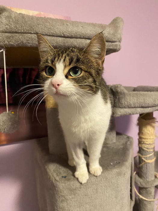 Donez pisica femela sterilizata