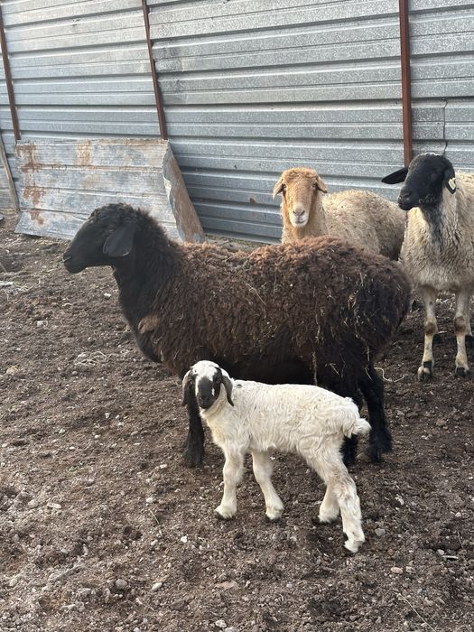 Қозылы қойлар сатылады