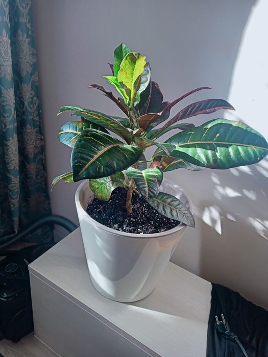 Продам комнатное растение