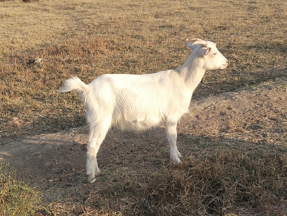 Avito-да сперматозоидпен порно көру