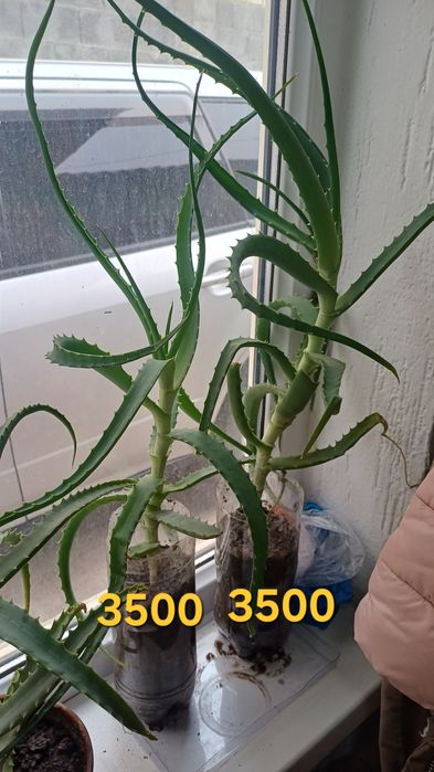 Продается лечебный алоэ