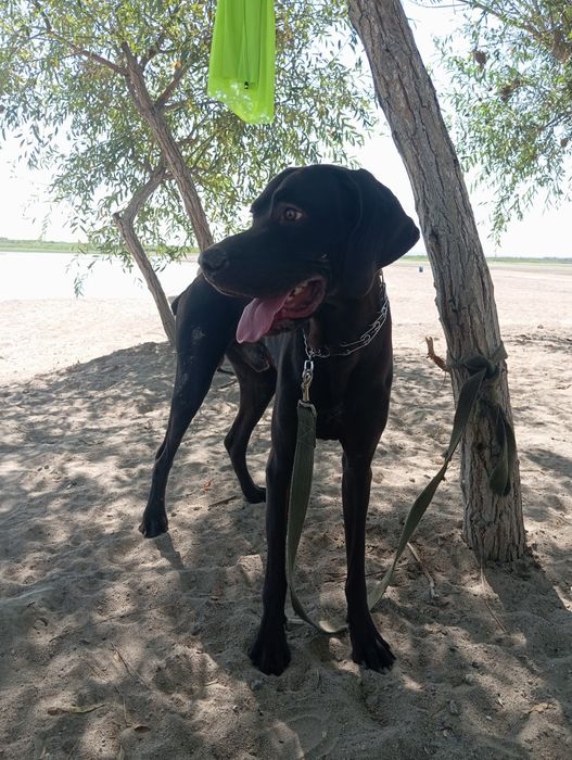 Курцхаар вязка бесплатно