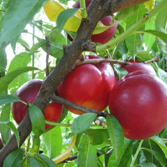 Pomi Fructiferi La GHIVECI (NECTARIN )