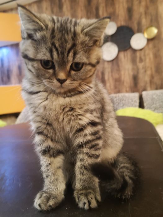 Шотландски и британски котенца
