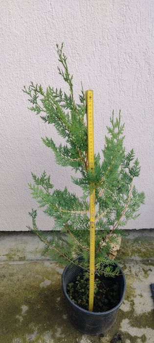 Tuia biota la ghiveci