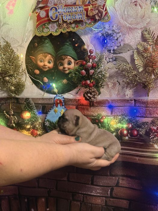 Шикарные девочки французкого бульдого