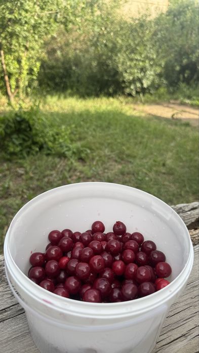 Вишня домашняя дачная
