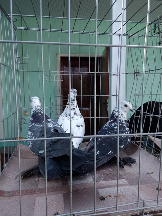 Голуби тараз продам