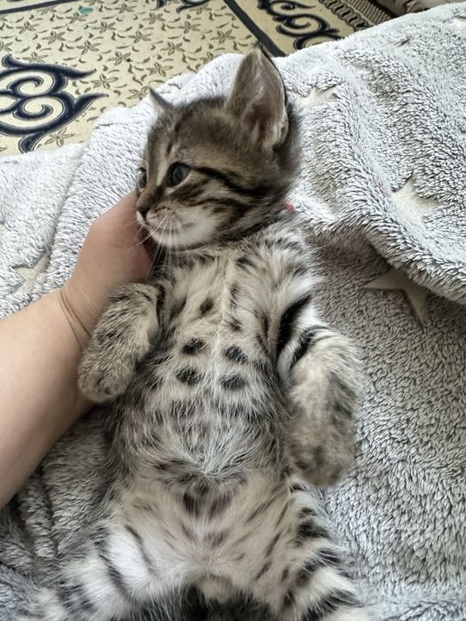 Отдам котят БЕСПЛАТНО