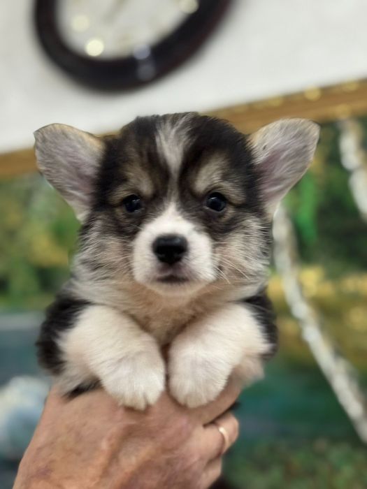 Вельш корги пемброк мальчик