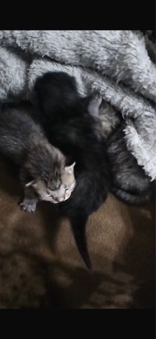 Выкинули котят новорожденные