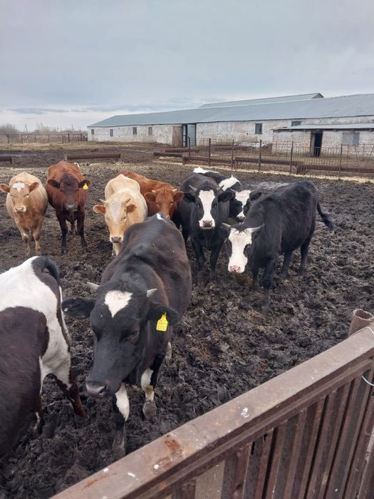 Продам КРС (50 телок)