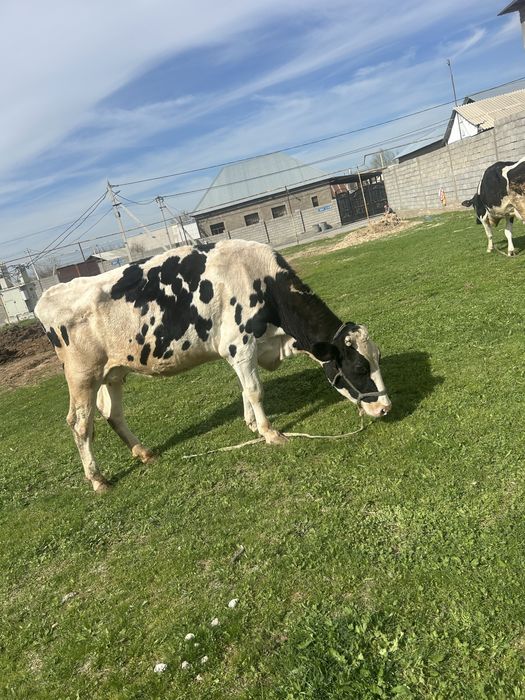 Гольштин черный пестер
