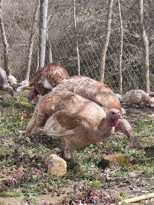 Продавам оплодени яйца от пуйки