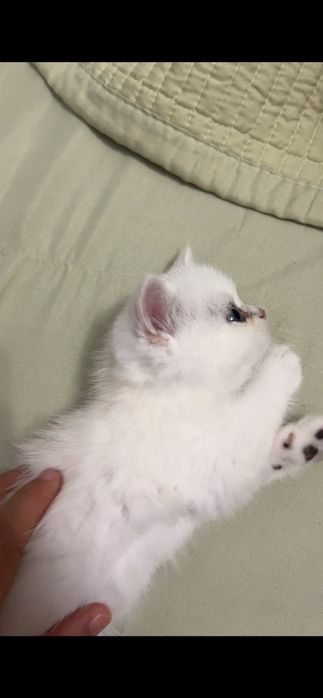 Британские котята