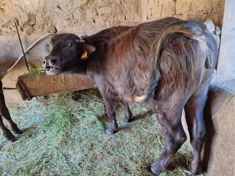 Vând vițea de bivoliță