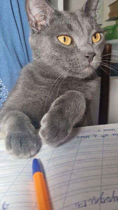 Котенок-мальчик Мики ищет дом и надёжных хозяев