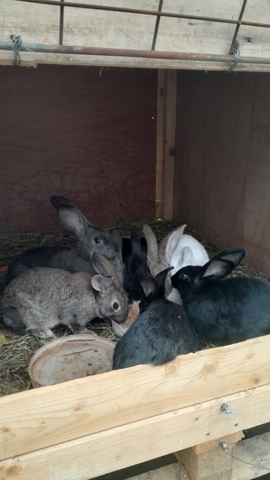 Продам кроликов 8 штук