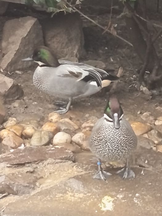 Rate exotice ,ornamentale