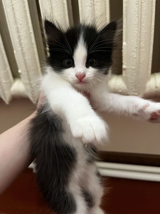 Веселые котята, кушают, к лотку приучены