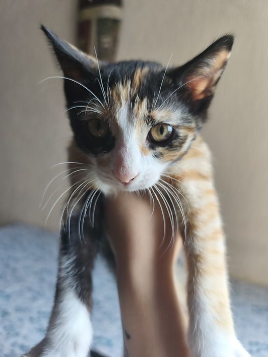 Подарявам коте на 3 месеца