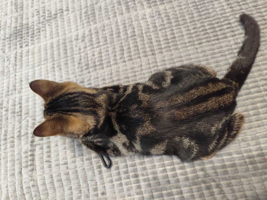 Котёнок-девочка, 4 месяца