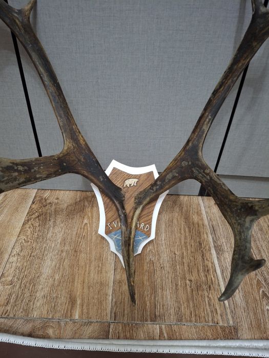 Продам красивые  р