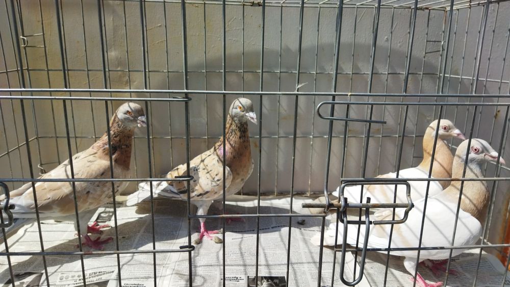 Продам почтовых чехов