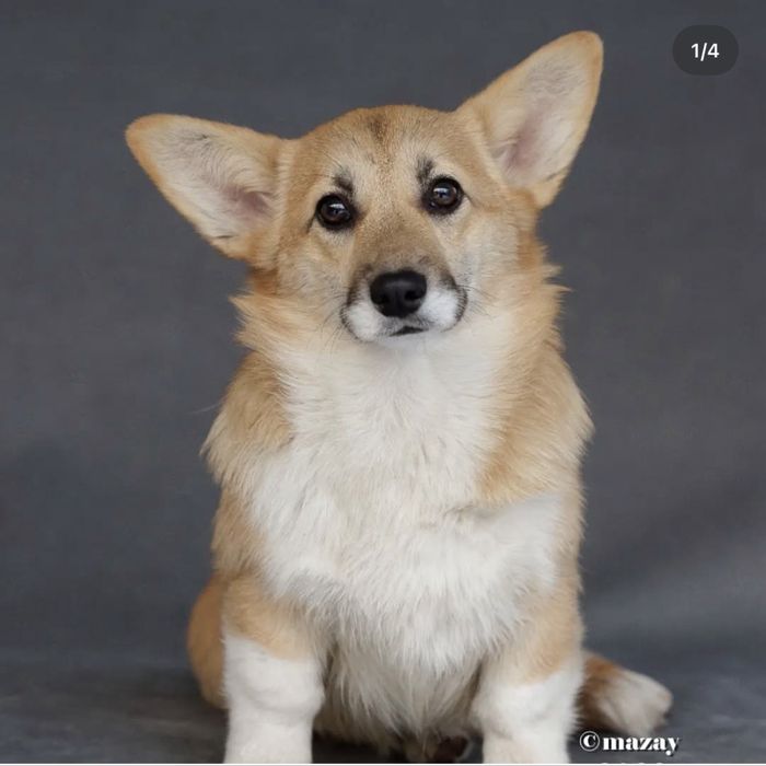 Щенки вельш-корги пемброк!