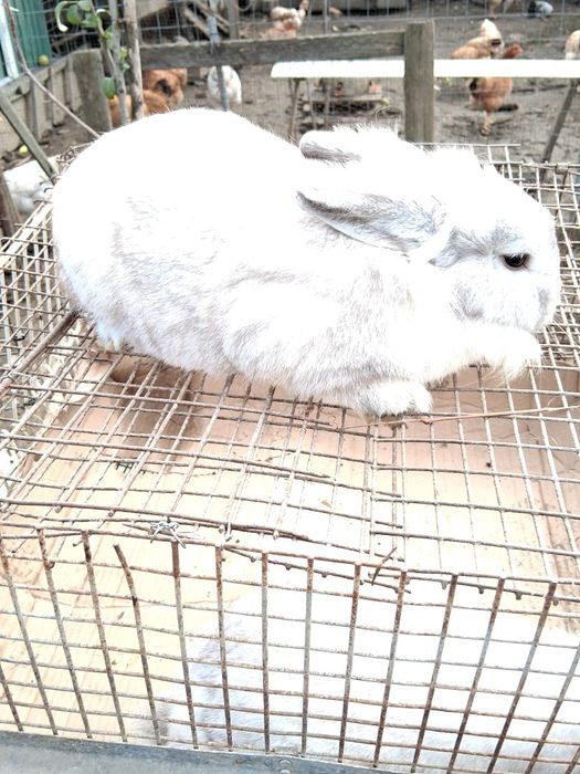 Iepuri pitici cap de leu și berbec german