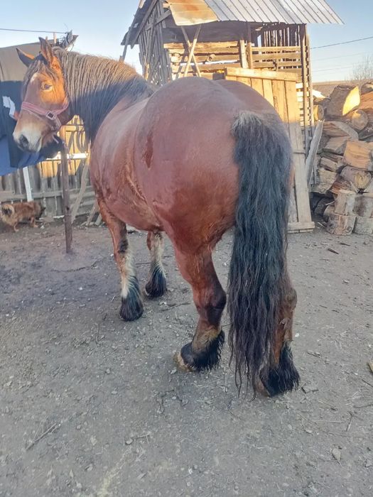 Vand iapa gestanta si foarte cuminte si garantata de tras