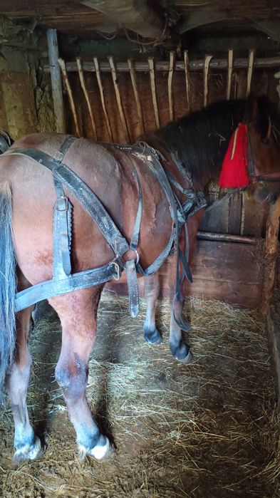 Mânză 1,6ani de vanzare pret  in euro. Hamu pus pe ea doar sa se inve