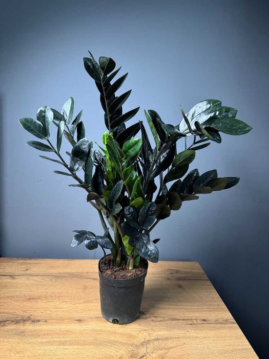 Цветок в горшке подарок Спатифиллум Антуриум Замиокулькас