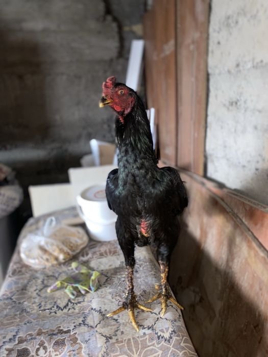 Петух дакан бойцовый