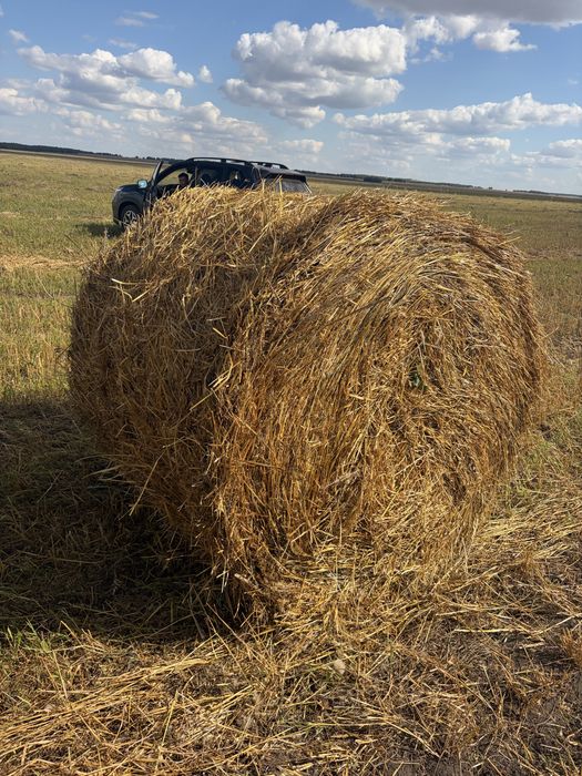 Салома зеленая рулонная